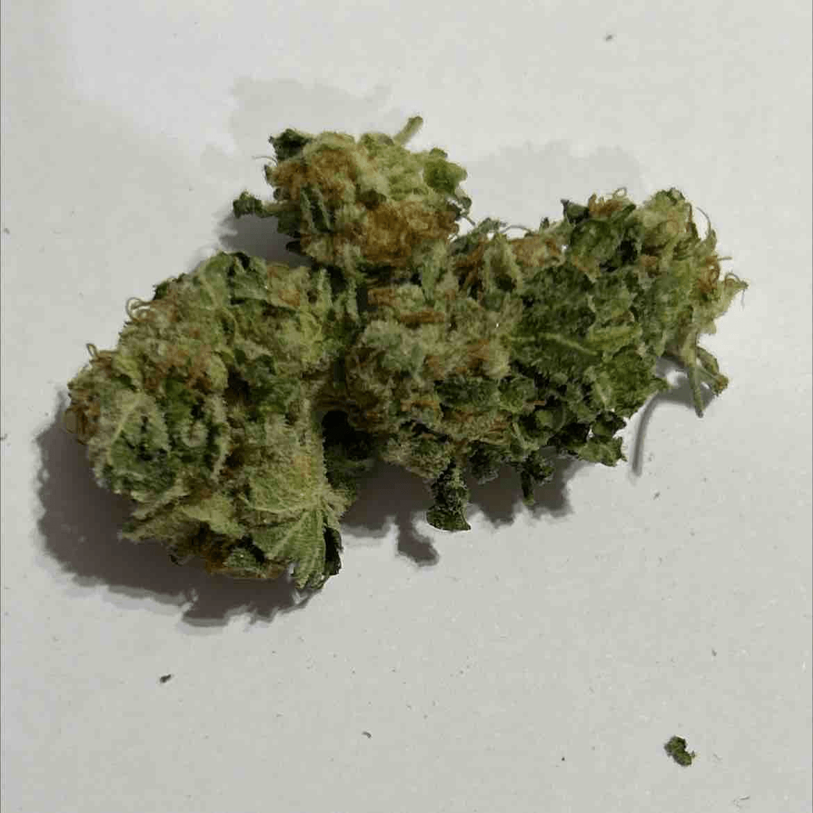 Critical Kush - tz